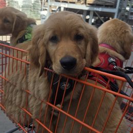Golden Retriever Puppies from City Goldens