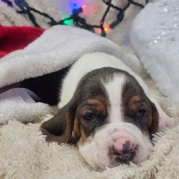 Glimmer - Blue tan and white female Basset Hound puppy in Valley, Washington from Peaceful Valley Paws