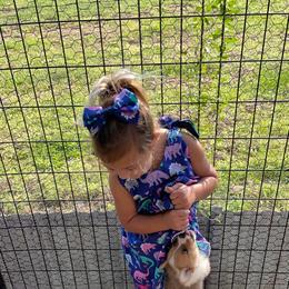 Pembroke Welsh Corgi Puppies from Gotta Chase Em All Corgis