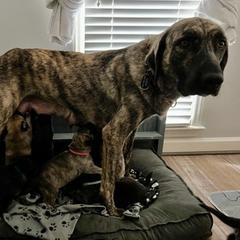 Anatolian Shepherd Dog All Grown Up from Carla Strom's Anatolian Shepherd Dogs