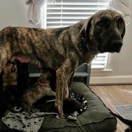 Anatolian Shepherd Dog All Grown Up from Carla Strom's Anatolian Shepherd Dogs