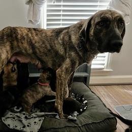 Anatolian Shepherd Dog All Grown Up from Carla Strom's Anatolian Shepherd Dogs