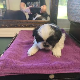 Super pup - Black and white male Shih Tzu puppy in Clyde, North Carolina from Shawgo Pups
