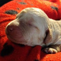 Red Collar - Cream male Goldendoodle puppy in Willow Springs, Missouri from Todd Family Homestead