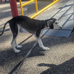 Saluki Puppies from Sahar Paz Salukis