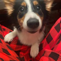 Pembroke Welsh Corgi Puppies from Corgitown