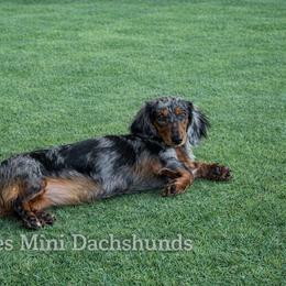 Zoe - Dachshund