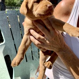 Labrador Retriever Puppies from The Sugar & Spice Ranch Labrador Retrievers