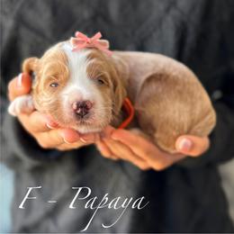 Papaya - Red female Australian Labradoodle puppy in Morgan Hill, California from Loving Labradoodles