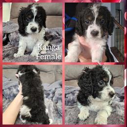 Kanga - Black white and tan female Cockapoo puppy in Zanesville, Ohio from Oodles of Doodles & Poos
