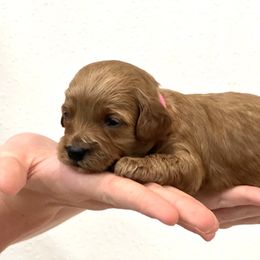 Goldendoodle Puppies from Doodles and Cavaliers