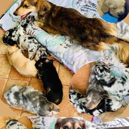 Dachshund Puppies from Meldox