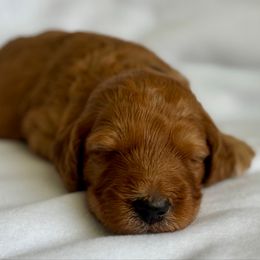 Justice - Red male Irish Doodle puppy in Pottstown, Pennsylvania from Willow-Be Doodles
