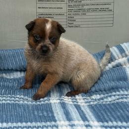 Victoria - Red mottled female Australian Cattle Dog puppy in Seneca, Missouri from MO Morningstar Heelers