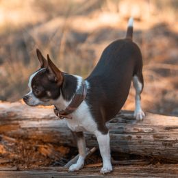 Stormy - Chihuahua