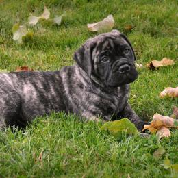Bullmastiff Puppies from Folly's Bullmastiffs