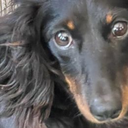 Dachshunds from Nana’s Pups Miniature Dachshunds