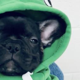 French Bulldogs, Mal-Shis, and Morkies from Woodpecker Ridge Pups