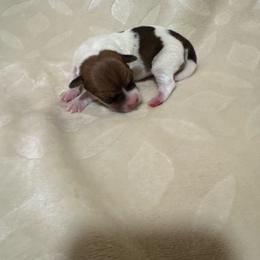 Boy with 3 dots - Brown and white male Jack Russell Terrier puppy in Greeneville, Tennessee from Wampler Jacks