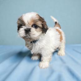 AKC-Finn - Red and white male Shih Tzu puppy in Mooresville, North Carolina from Juji Shih Tzu