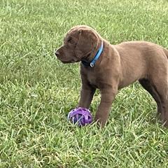 Chesapeake Bay Retriever Puppies from Three Horses Chesapeakes