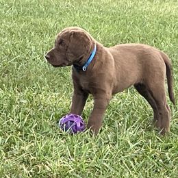 Chesapeake Bay Retriever Puppies from Three Horses Chesapeakes