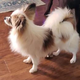 Papillon puppies from Tiny Treasures Papillons