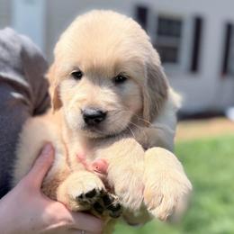 Yellowhammer - Golden male Golden Retriever puppy in Warrenton, Virginia from Four Lochs LLC