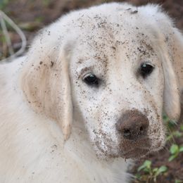 Goldendoodle and Golden Retriever Puppies from Angelic Goldens