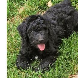 Gunther - Black and white male Aussiedoodle puppy in Vernal, Utah from Adorable Aussiedoodles