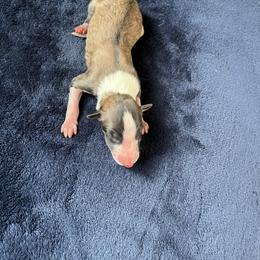 Mackenzie - Red male Borzoi puppy in Clinton, Tennessee from Ivanhoe Borzoi