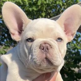 French Bulldogs from Windmere Frenchies and Persians