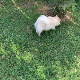 Belochka - Cream parti female Pomeranian puppy in Houston, Texas from Lola’s Poms