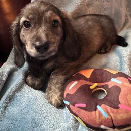 Black - Brindle male Dachshund puppy in Waukegan, Illinois from Rolling and Howling Basset Hounds and Dachshunds