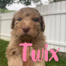 Aussiedoodle and Australian Shepherd Puppies from Rainbow Ranch