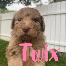 Aussiedoodle and Australian Shepherd Puppies from Rainbow Ranch
