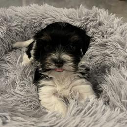 Mabel - Black and white female Havanese puppy in Pima County, Arizona from Havanese of the Sonoran Desert