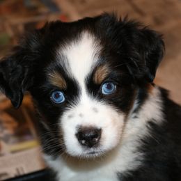 Miniature American Shepherd Puppies from Eagles Landing Miniature American Shepherds