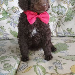 Poodle Puppies from Zimmerman's Poodles