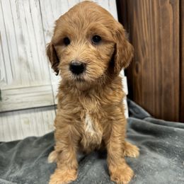 Stormy's Orange Collar Boy 2150.00 - Red  male Goldendoodle puppy in Alvin, Texas from JP Southern Doodles