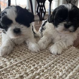 Boy blue - Black and white male Shih Tzu puppy in Durham, Maine from Barrington's Golden Retrievers and Shih Tzu