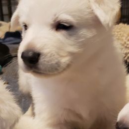 German Shepherd Puppies from Finch's German Shepherds