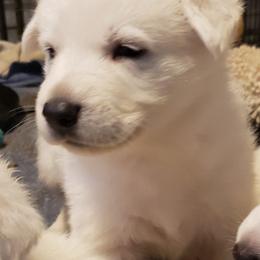 German Shepherd Puppies from Finch's German Shepherds