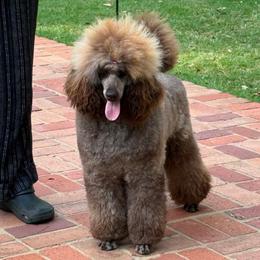 Enzo - Poodle