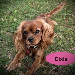 Dixie - Ruby female Cavalier King Charles Spaniel puppy in Augusta, Wisconsin from My Little Pups