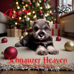 Kenai AKC - Salt and pepper male Miniature Schnauzer puppy in Pelzer, South Carolina from Schnauzer Heaven Von Longbach