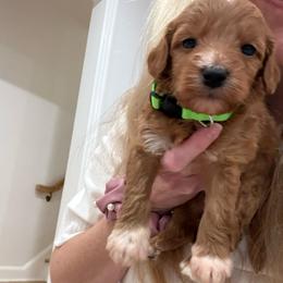 Green collar - Red  male Goldendoodle puppy in Ridgewood, New Jersey from Jessie’s Doodles