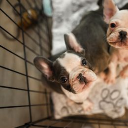 French Bulldog Puppies from For The Love of Frenchies