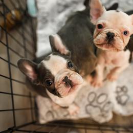 French Bulldog Puppies from For The Love of Frenchies