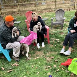 Weimaraner Puppies from Zauberhaft Weimaraners
